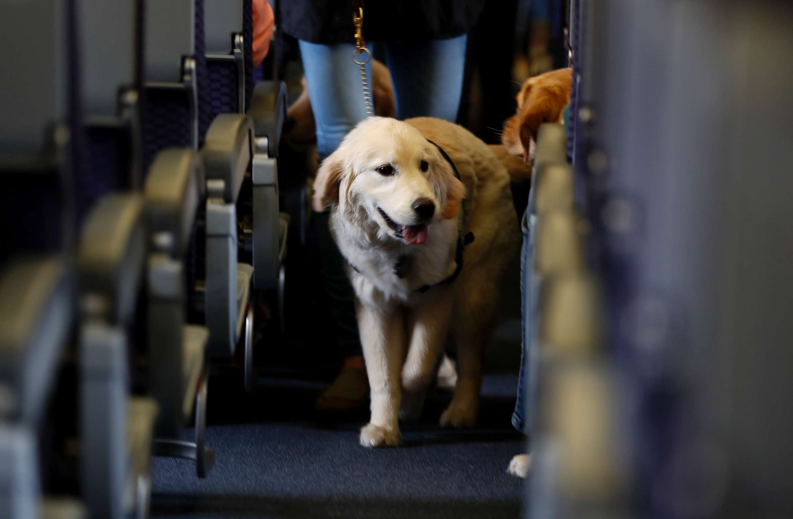 PHOTO: In this April 1, 2017, file photo, a service dog strolls through the aisle inside a United Airlines plane at Newark Liberty International Airport in Newark, N.J.