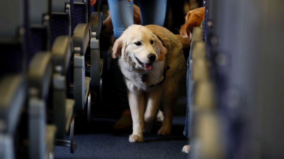 PHOTO: In this April 1, 2017, file photo, a service dog strolls through the aisle inside a United Airlines plane at Newark Liberty International Airport in Newark, N.J.