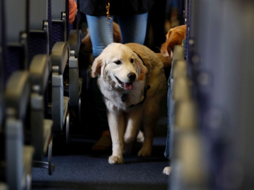 PHOTO: In this April 1, 2017, file photo, a service dog strolls through the aisle inside a United Airlines plane at Newark Liberty International Airport in Newark, N.J.