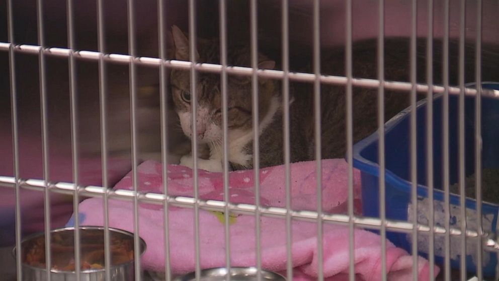 PHOTO: Macomb County Animal County seized 88 cats, a dog and a beta fish from a home in Mount Clemens, Michigan, where a woman in her 60s was being evacuated. 