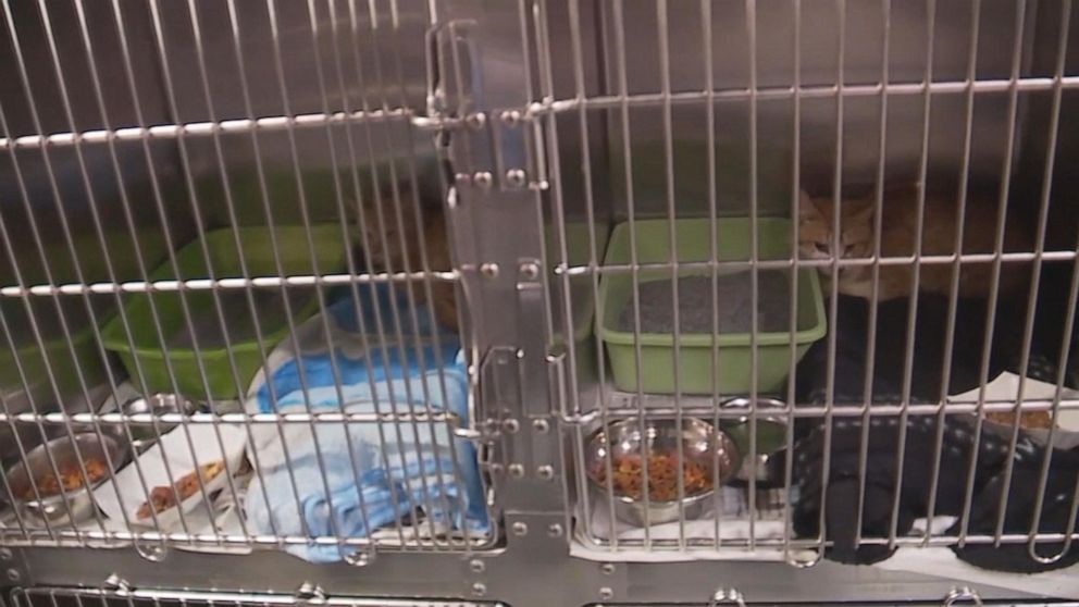 PHOTO: Macomb County Animal County seized 88 cats, a dog and a beta fish from a home in Mount Clemens, Michigan, where a woman in her 60s was being evacuated. 