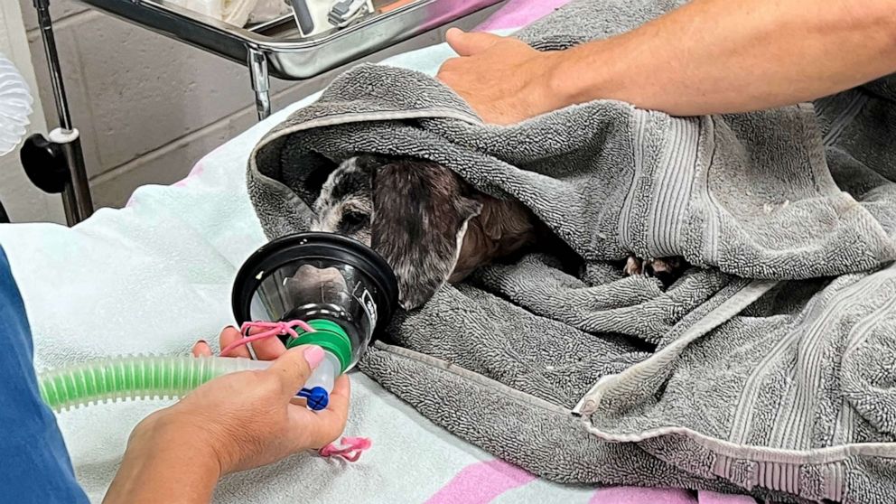 Maui vets race to save injured pets left behind in the fires, 3,000 animals still missing