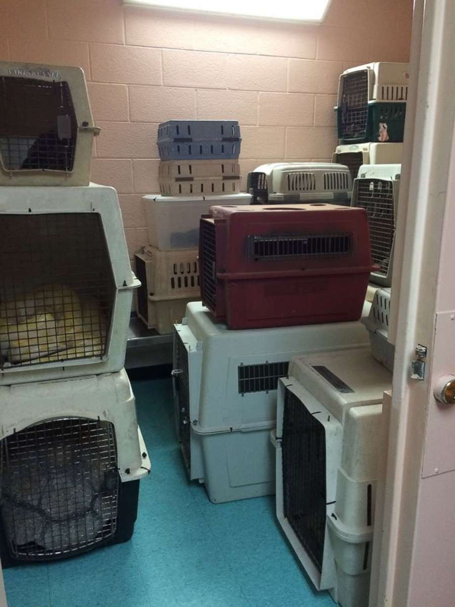 PHOTO: Animals were moved into the Monroe County Jail after inmates were evacuated during Hurricane Irma, Sept. 9, 2017, in Key West, Fla.