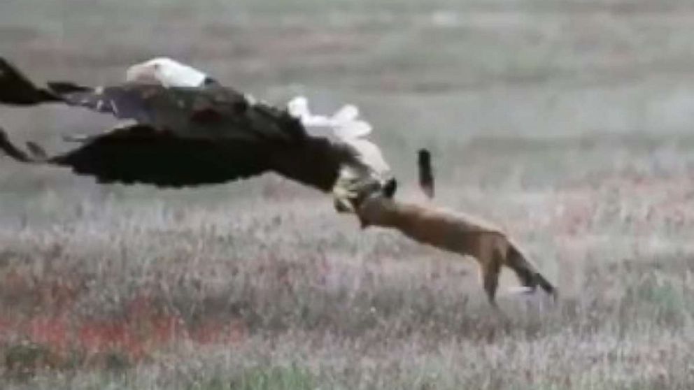 An eagle tried stealing a rabbit that had been caught by a fox.