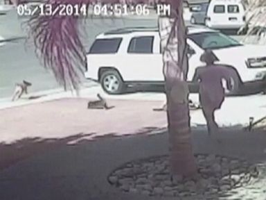 Surveillance video shows a California familys cat tackle the dog and chase it away.