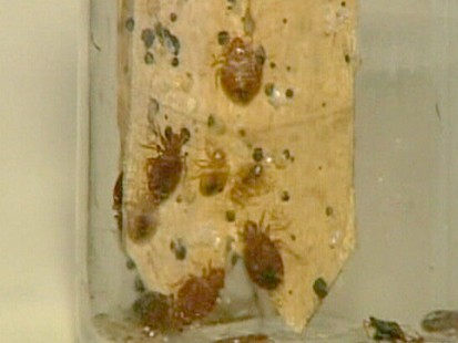 Bed Bugs