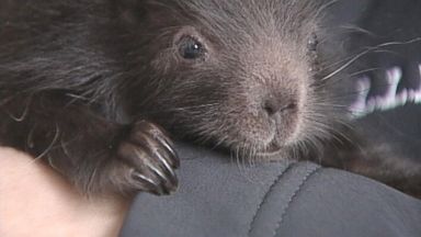 VIDEO: Jared Buzzell's inspection of roadkill in Maine resulted in the delivery of a baby porcupine. 