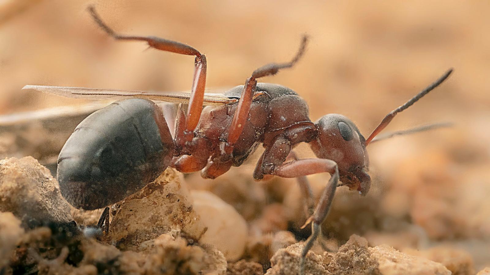 Prehistoric ant preserved in amber reveals Caribbean's vanished