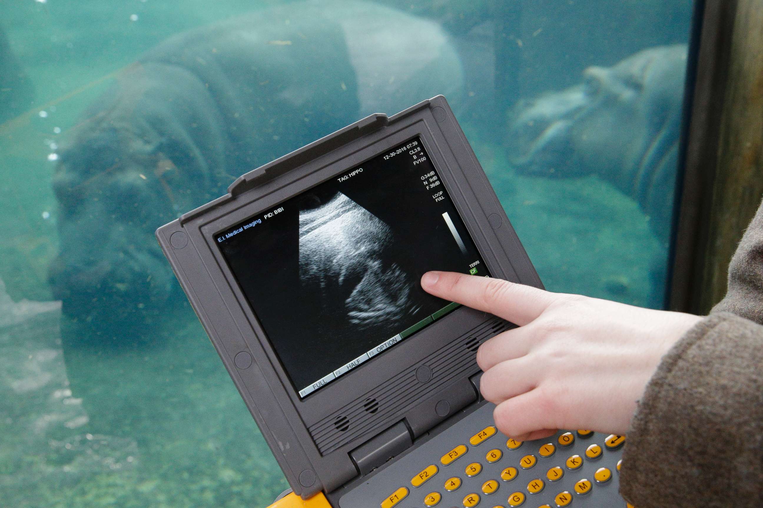 PHOTO: Dr. Jessye Wojtusik, a reproductive biologist with the Cincinnati Zoo, points to an ultrasound image produced from Bibi, a 17-year old pregnant Nile Hippo, left, at the Cincinnati Zoo &amp; Botanical Gardens, Wednesday, Jan. 11, 2017.