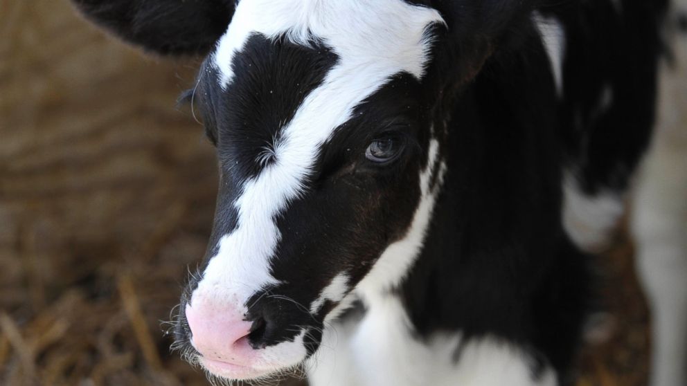 PHOTO: "Baby Ben, " a calf born with a marking of a No. 7 on its head, is shown Vale Wood Farms, Sept. 25, 2014, in Loretto, Pa. 