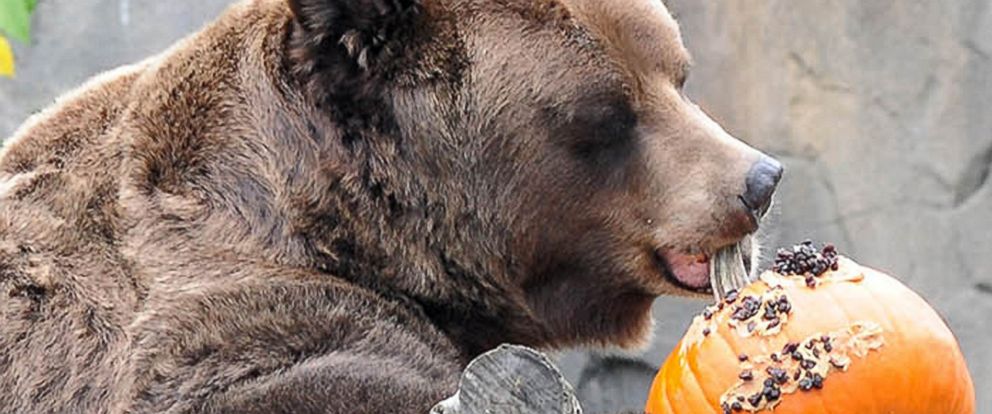 halloween-treats-surprise-animals-at-chicago-zoo-abc-news