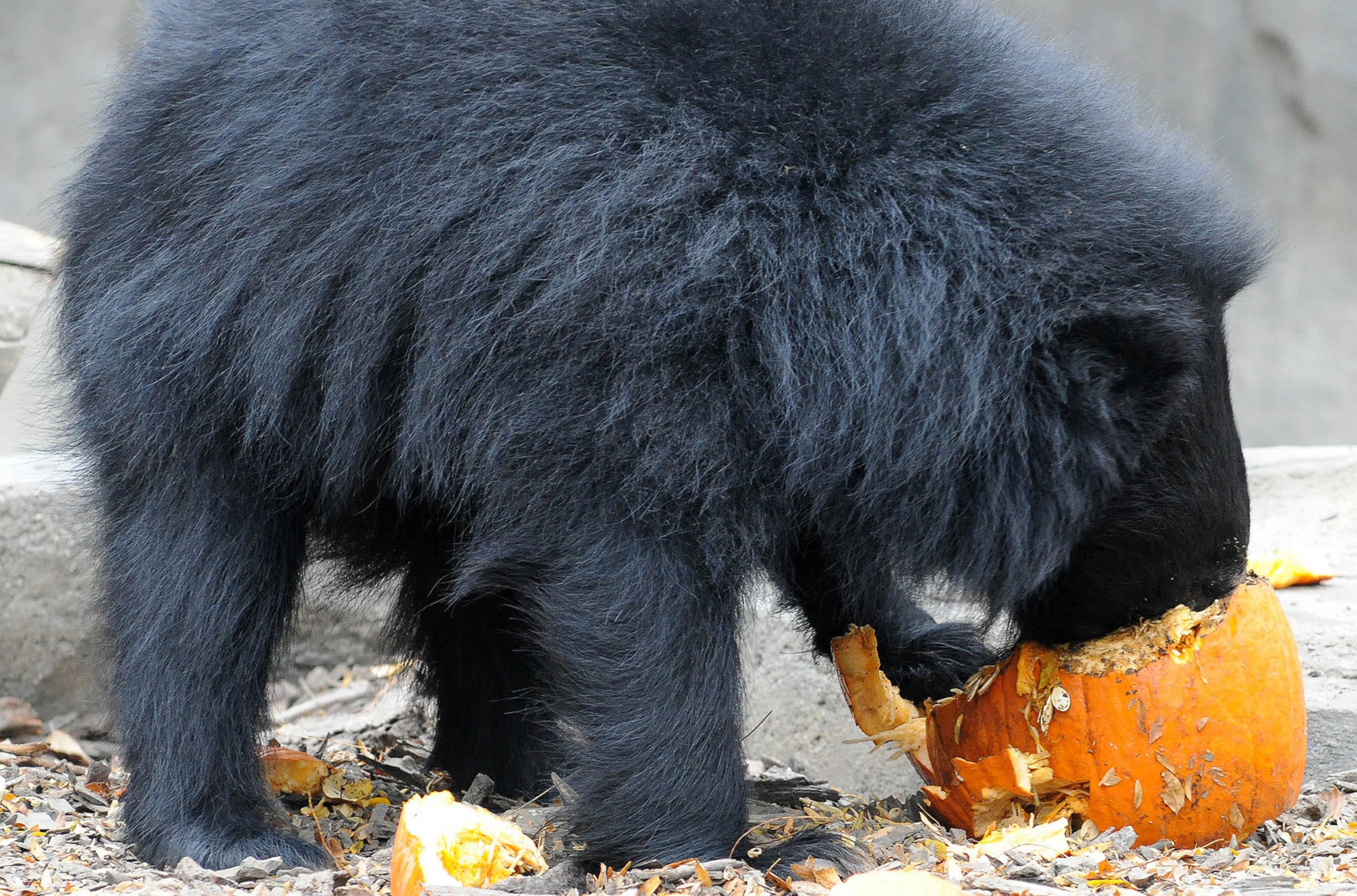 PHOTO: The Brookfield Zoo in Chicago has given a few animals pumpkins as a nutritious Halloween treat. 