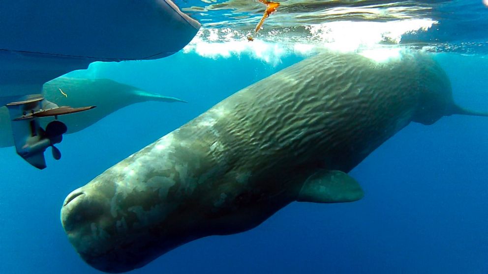 PHOTO: This Monday, Oct. 6, 2014 photo provided by Capt. Dave Anderson/DolphinSafari.com, shows sperm whales swimming in the waters off the the coast of Dana Point, Calif.