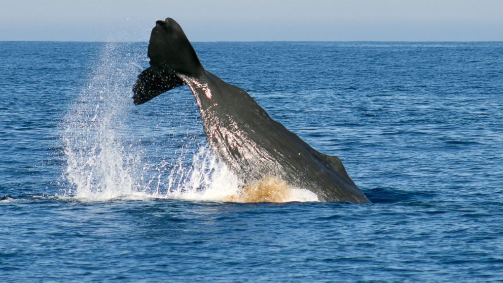 This Monday, Oct. 6, 2014 photo provided by Lasanthi Benedict shows a sperm whale breaching in the waters off the the coast of Newport Beach, Calif. Several pods of sperm whales emerged off the Southern California coast in an extremely rare, hours-long sighting that had whale watchers and scientists giddy with excitement. More than 50 mothers and juveniles were rolling and playing with dolphins.