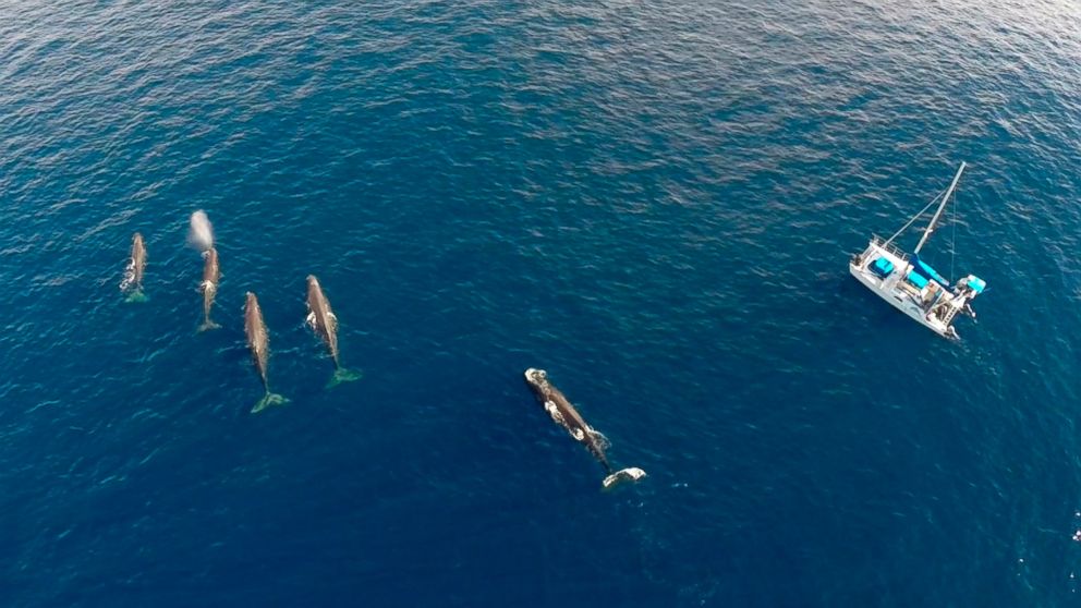 PHOTO: This Monday, Oct. 6, 2014 aerial photo provided by Capt. Dave Anderson/ DolphinSafari.com, shows sperm whales swimming in the waters off the the coast of Dana Point, Calif.