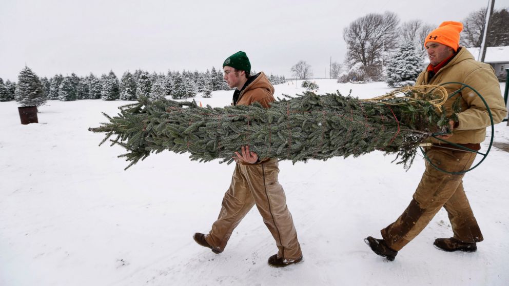 Howell Tree Farm employees Avery Langholz, left, and Chris Allen carry a Christmas tree to load onto a customer's car on Nov. 26, 2014, in Cumming, Iowa.