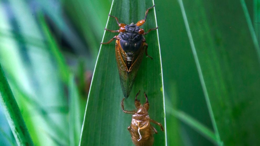 PHOTO: A periodical cicada lands on an Iris leaf in a garden in Lawrence, Kan., May 29, 2015.