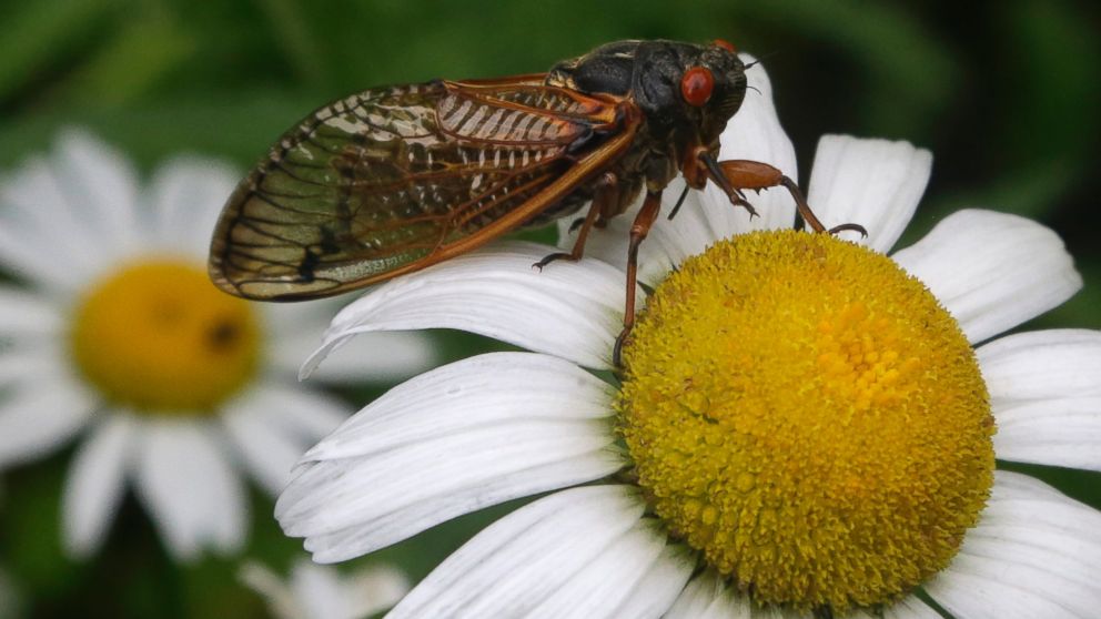 PHOTO: A periodical cicada lands on a Daisy in a garden in Lawrence, Kan., May 29, 2015.