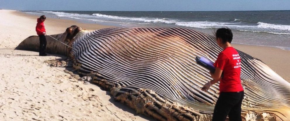 Solving The Mysterious Death Of 58 Foot Whale That Washed Ashore In New