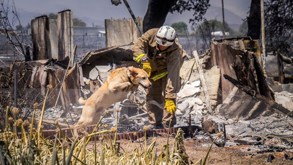 A San Bernardino Fire Department firefighter works with a cadaver dog searching the ruins for anyone who may have been overrun by the flames of a wildfire along State Route 138, in Phelan, Calif. No deaths have been reported in the fire east of Los Angeles and the cause of the fire was under investigation. Crews continued to sift through burned regions to tally the damage. The information collected by damage assessment teams is useful for the fire's incident command, local offices of emergency services, the Federal Emergency Management Agency and insurance companies. ()