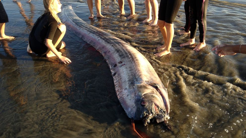 PHOTO: This Oct. 18, 2013 image provided by Mark Bussey shows an oarfish that washed up on the beach near Oceanside, Calif. This rare, snakelike oarfish measured nearly 14 feet long. 