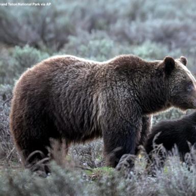 The U.S. Fish and Wildlife Service is still monitoring the area as the grizzly bear’s yearling cub's “whereabouts are currently unknown.”