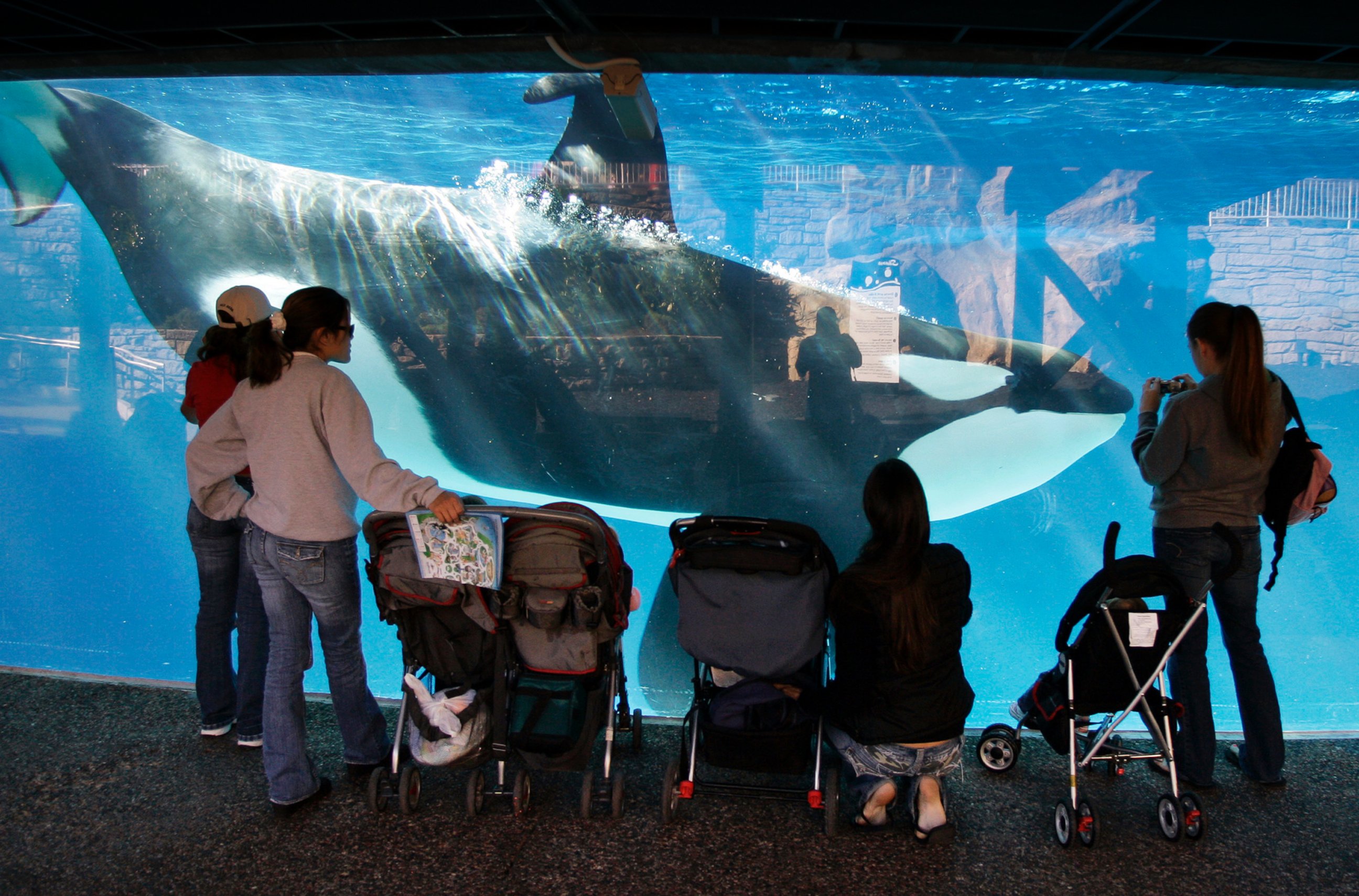 PHOTO: People watch through glass as a killer whale swims by in a display tank at SeaWorld in San Diego, Nov. 30, 2006.