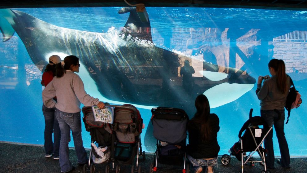 PHOTO: People watch through glass as a killer whale swims by in a display tank at SeaWorld in San Diego, Nov. 30, 2006.