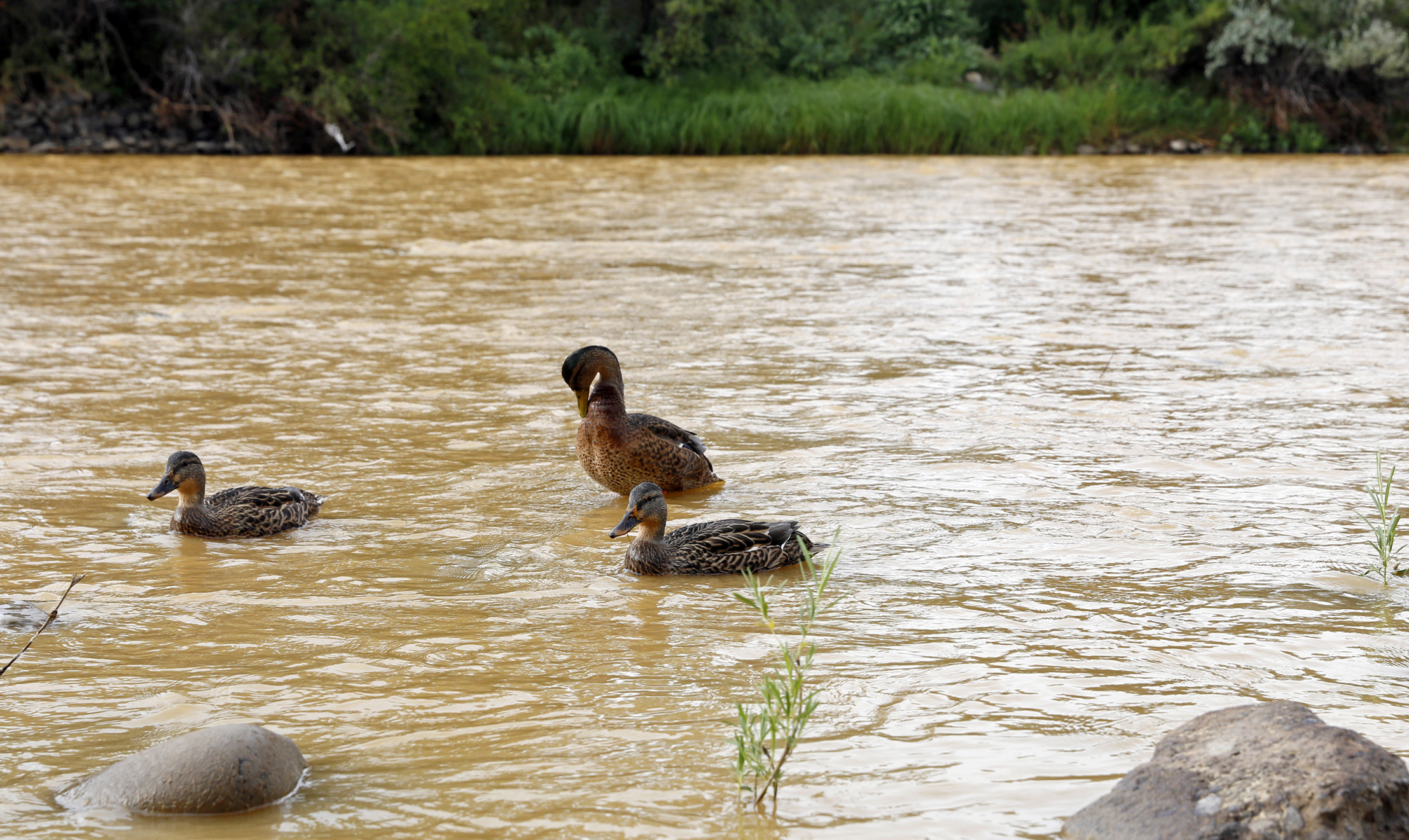 PHOTO: Ducks wade in the Animas River as orange sludge from a mine spill upstream flows past Berg Park in Farmington, N.M., Aug. 8, 2015. 