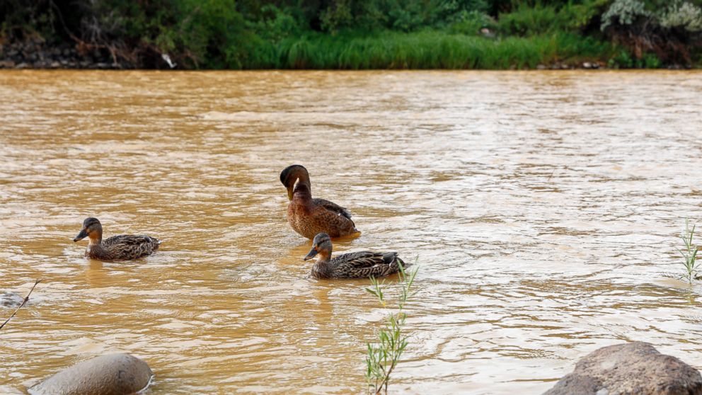 PHOTO: Ducks wade in the Animas River as orange sludge from a mine spill upstream flows past Berg Park in Farmington, N.M., Aug. 8, 2015. 