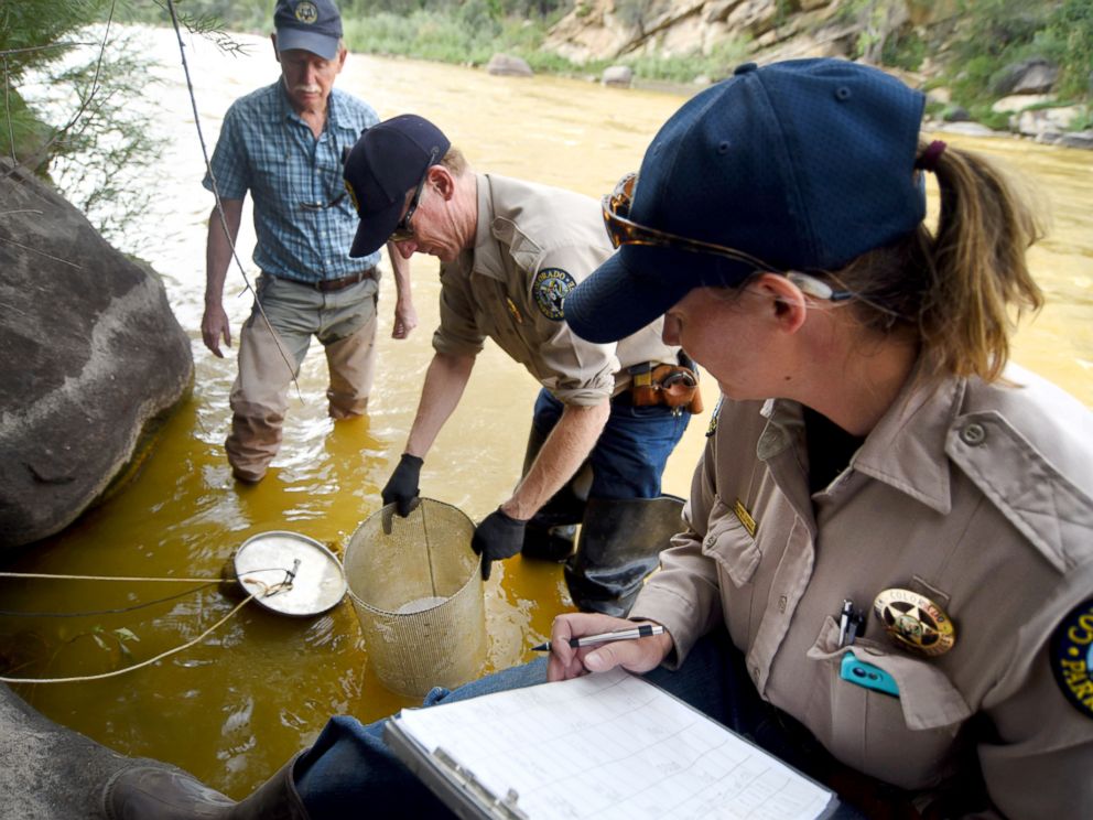 PHOTO: Officials from Colorado Parks & Wildlife and a retired aquatic biologist check on cages with Rainbow trout fingerlings on Friday Aug. 7, 2015, on the Animas River in Durango, Colo.