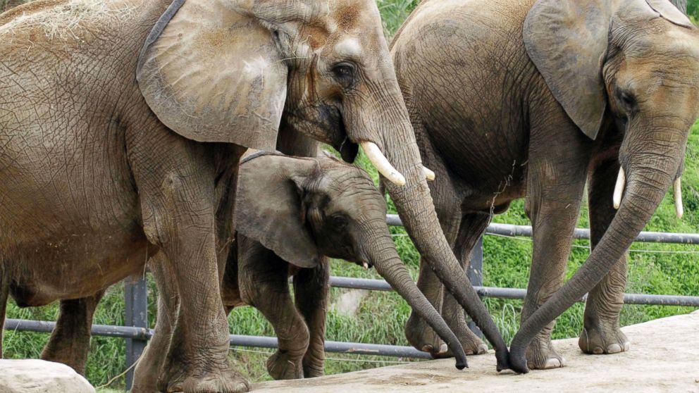 PHOTO: African Elephants born at the Pittsburgh Zoo & PPG Aquarium spend the afternoon in the zoo's elephant habitat on Aug. 8, 2011.