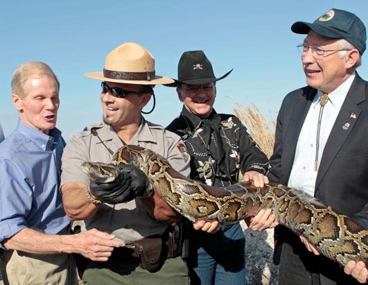 Python Parents: Fast Breeding Snakes Take Over Florida Everglades ...