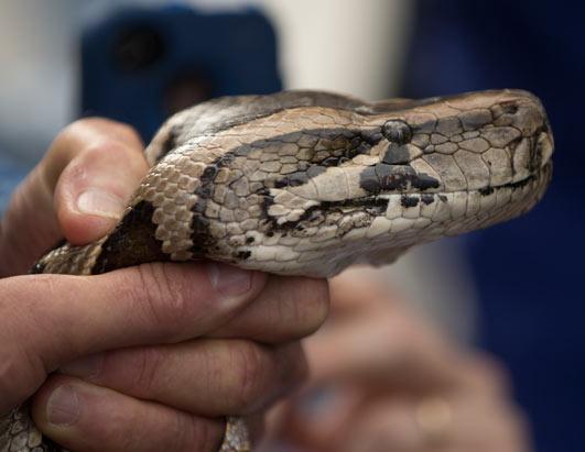 Python Parents: Fast Breeding Snakes Take Over Florida Everglades ...