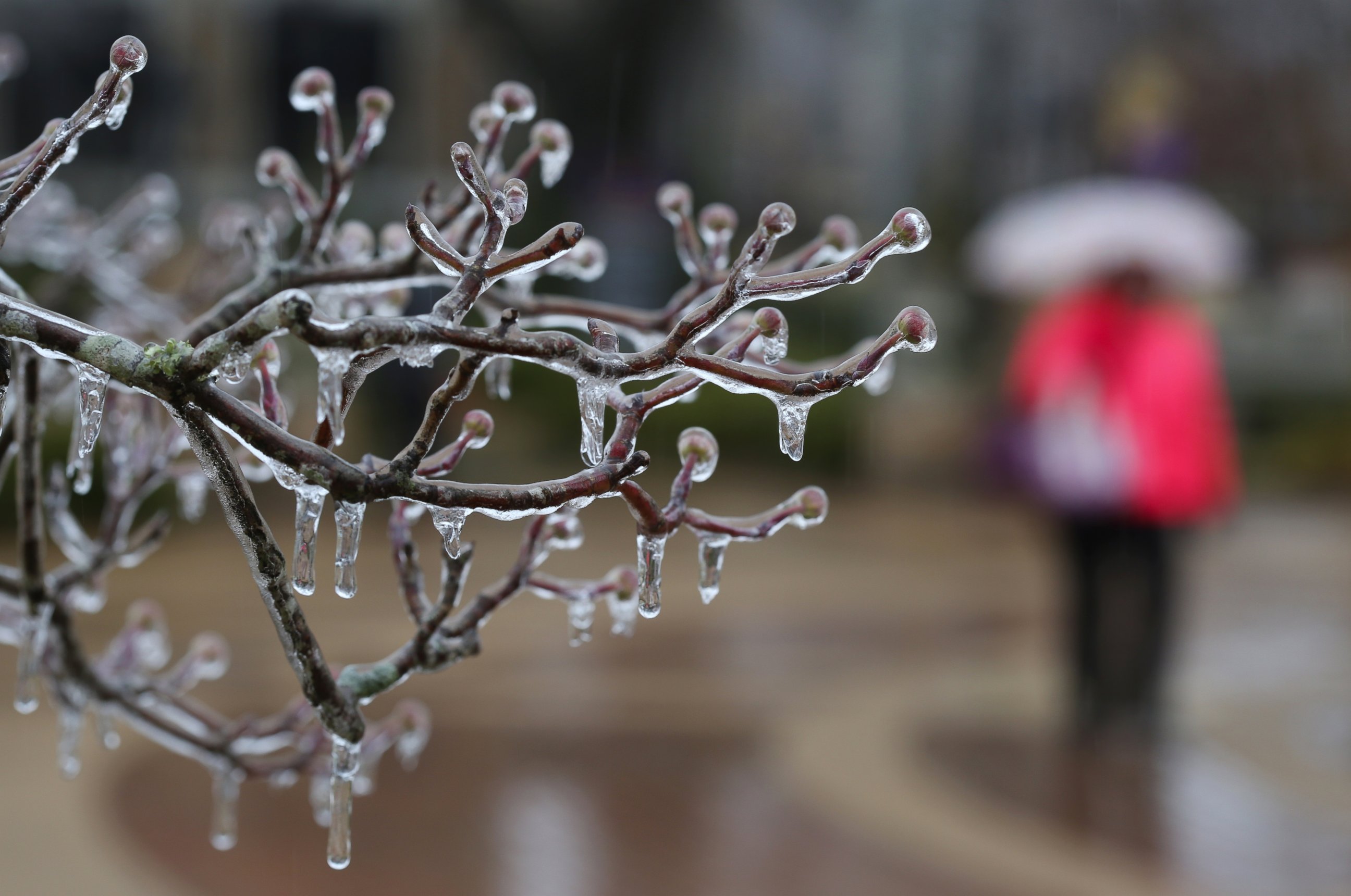 PHOTO: Ice formed on a tree at the University of North Alabama on Feb. 16, 2015, in Florence, Ala.