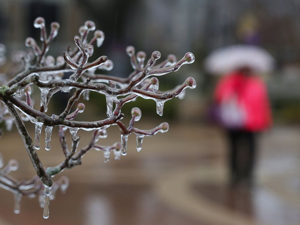 PHOTO: Ice formed on a tree at the University of North Alabama on Feb. 16, 2015, in Florence, Ala.