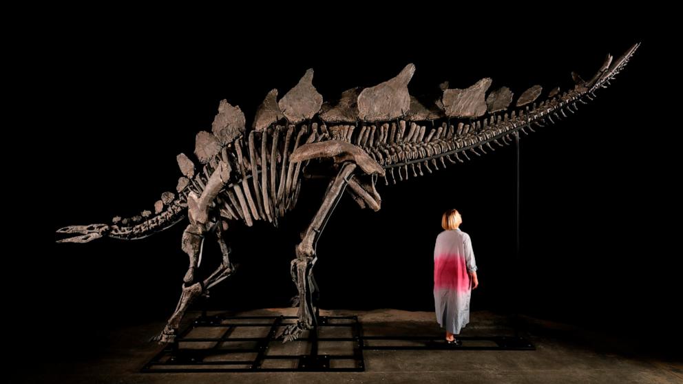 Das größte jemals gefundene Stegosaurus-Fossil soll bei Sotheby’s in New York versteigert werden