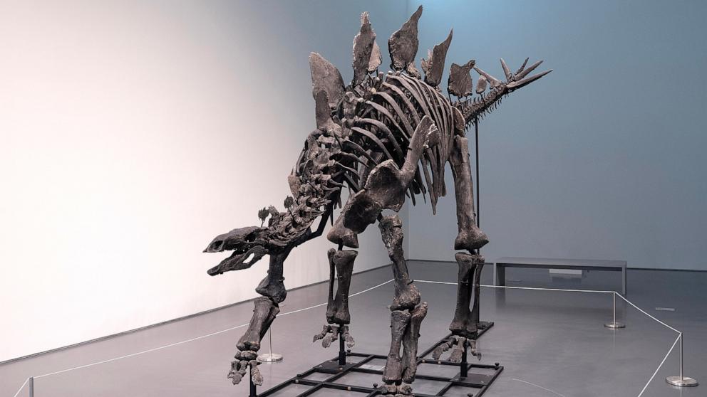 Stegosaurus skeleton, nicknamed ‘Apex,’ sells for report .6M at Sotheby’s public sale