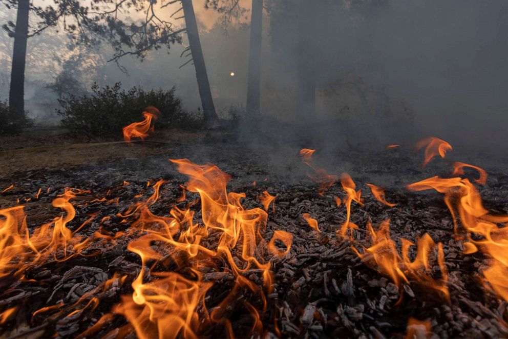 PHOTO: Flames creep through a forest understory at the Apple Fire as an excessive heat warning continues, Aug. 1, 2020, in Cherry Valley, California.