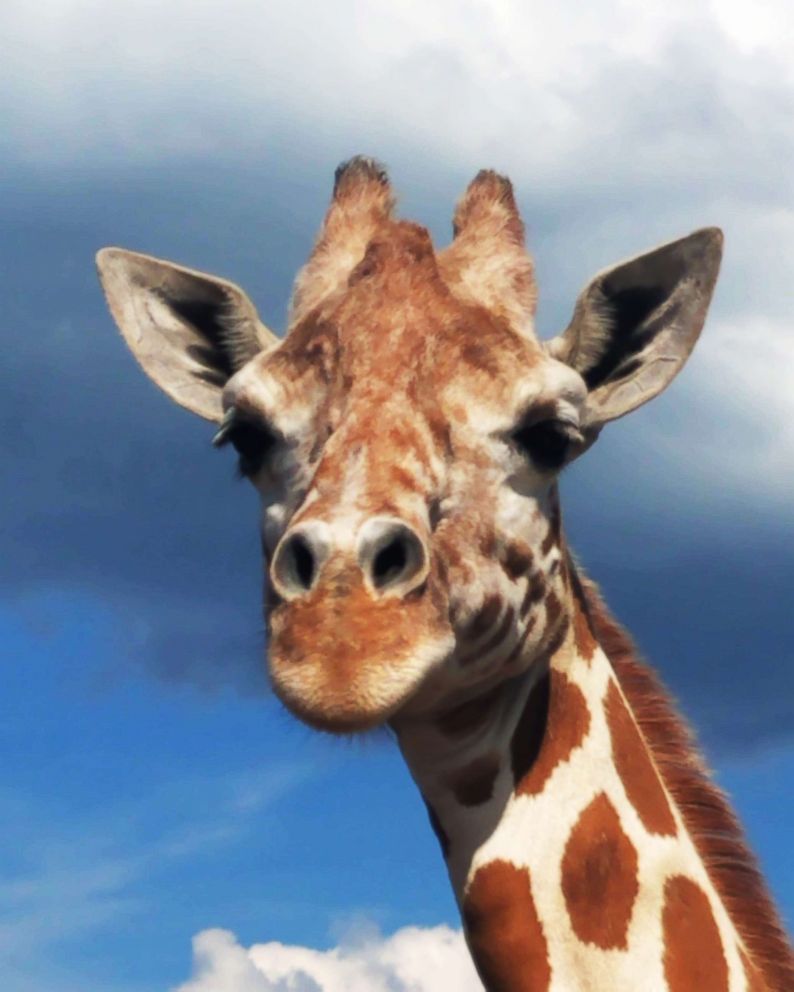 PHOTO: April the giraffe is pregnant with her fifth calf.