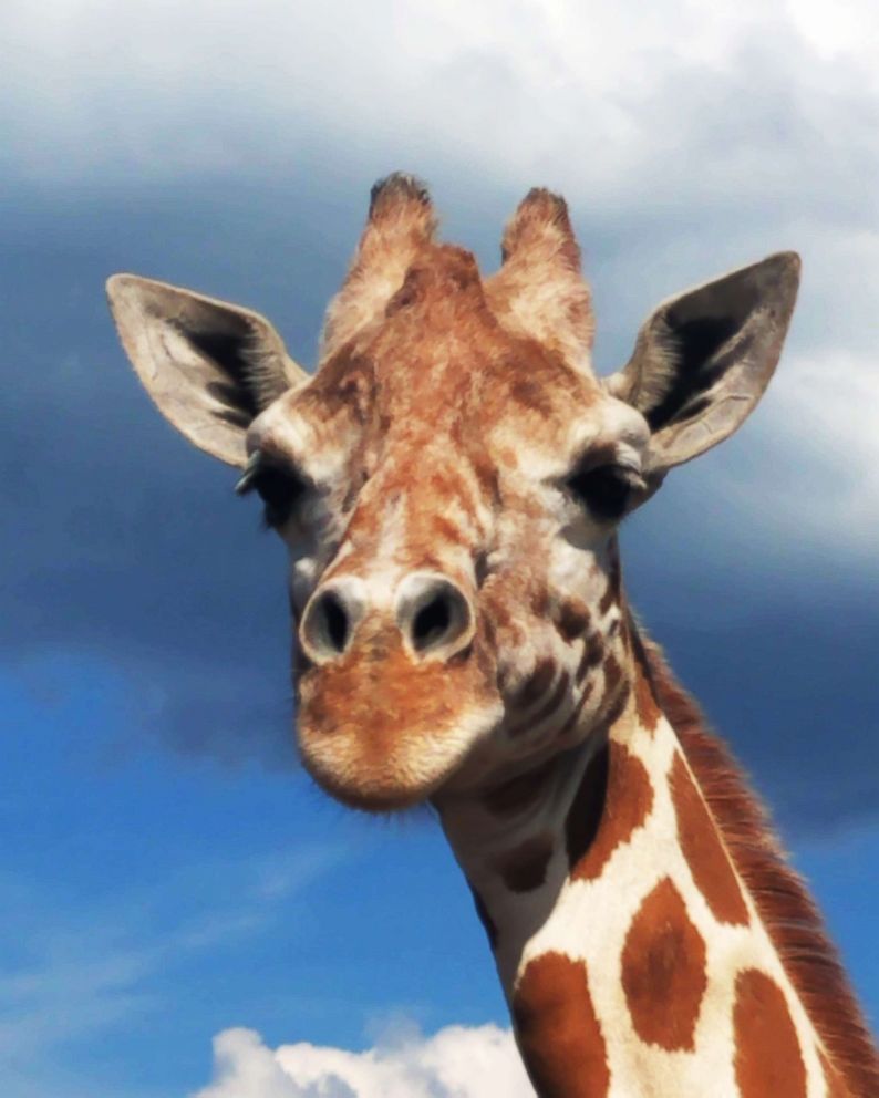 Here We Go Again April The Giraffe Whose Last Birth Drew