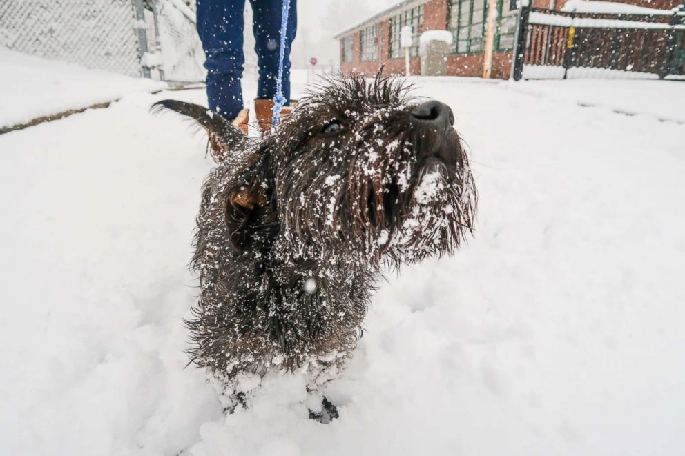 PHOTO: Bella, the Scottish terrier, from Hastings on Hudson NY is enjoying the snowstorm that has hit the northeast, April 2, 2018. 