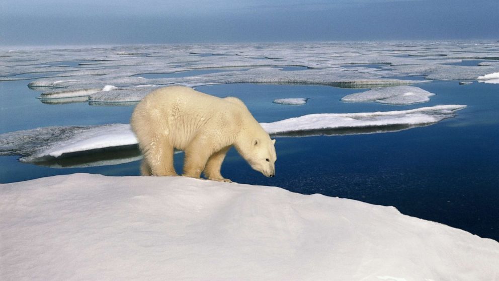 PHOTO: In this undated file photo, a polar bear is shown in the Arctic National Wildlife Refuge in Alaska.