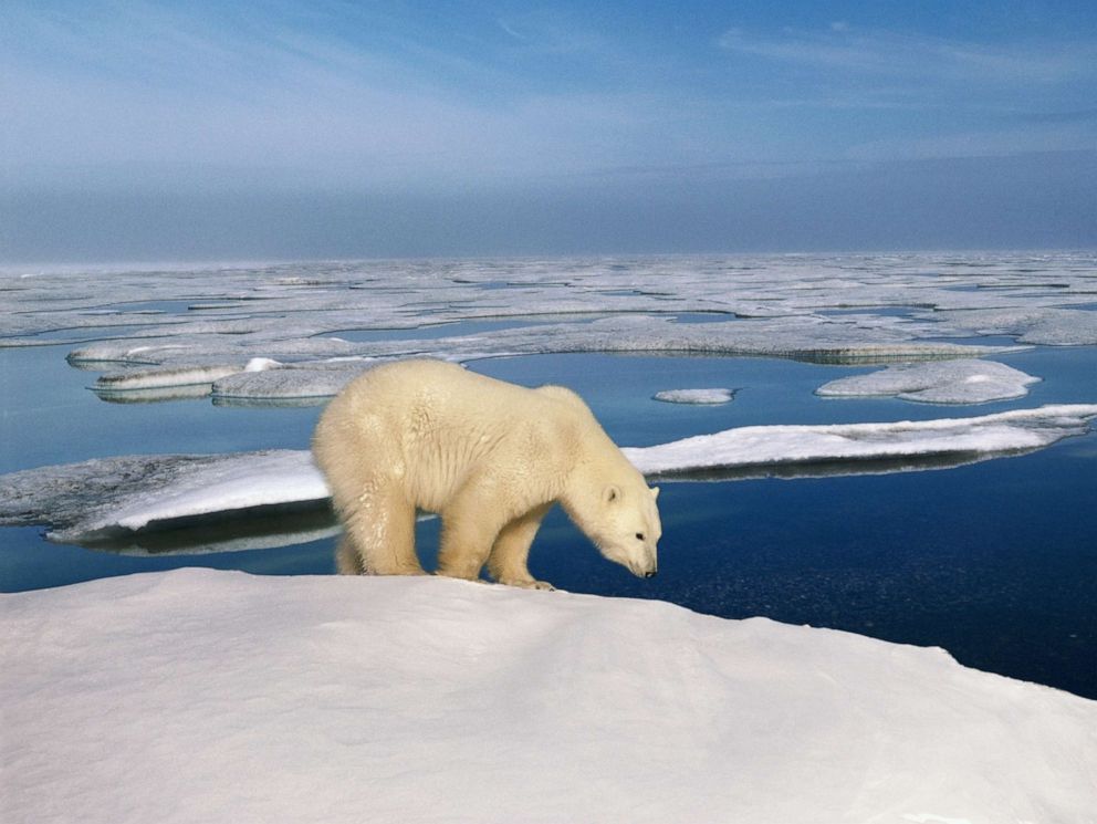 PHOTO: In this undated file photo, a polar bear is shown in the Arctic National Wildlife Refuge in Alaska.