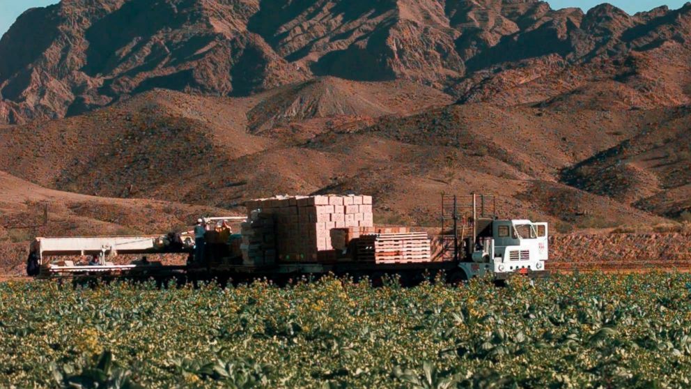 This Dec. 17, 1997, file photo, lettuce is harvested at a farm in Wellton, Ariz., east of Yuma. The Centers for Disease Control is expanding a warning about contaminated lettuce from Arizona that has now sickened dozens of people in several states.