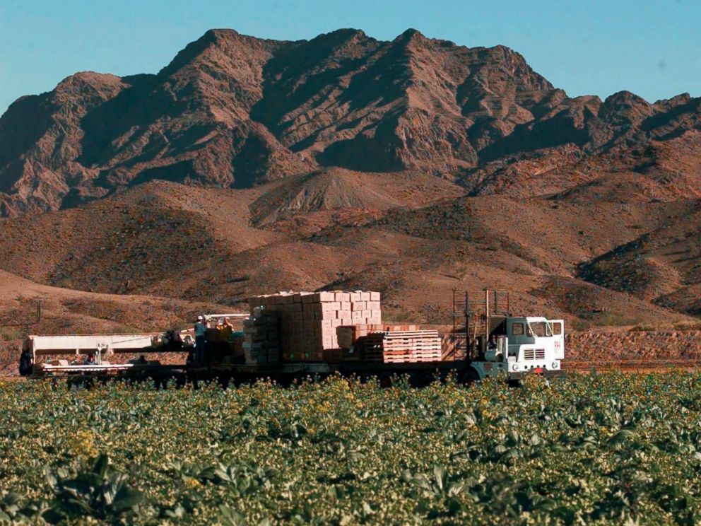 This Dec. 17, 1997, file photo, lettuce is harvested at a farm in Wellton, Ariz., east of Yuma. The Centers for Disease Control is expanding a warning about contaminated lettuce from Arizona that has now sickened dozens of people in several states.