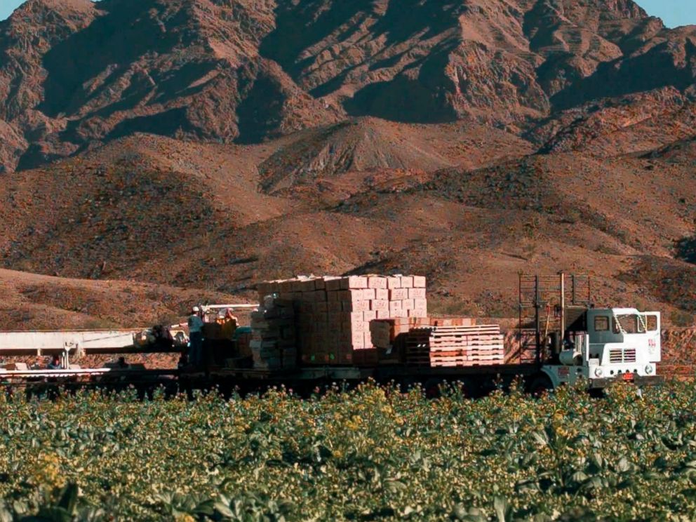 This Dec. 17, 1997, file photo, lettuce is harvested at a farm in Wellton, Ariz., east of Yuma. The Centers for Disease Control is expanding a warning about contaminated lettuce from Arizona that has now sickened dozens of people in several states.