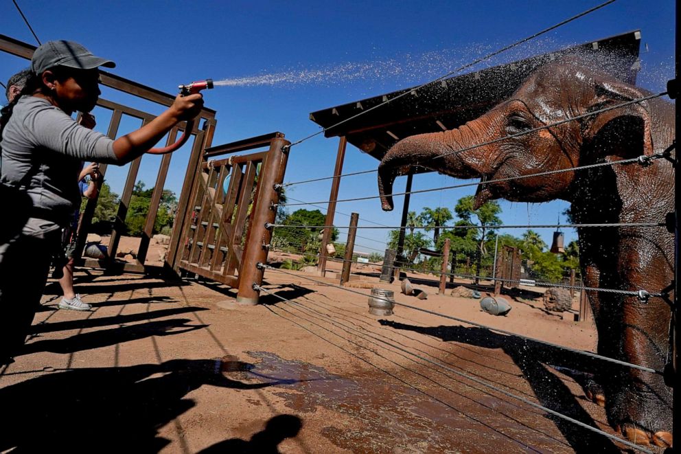 PHOTO: Elephant keeper Leslie Lindholm cools off Indu, an Asian elephant at the Phoenix Zoo, June 27, 2023, in Phoenix.
