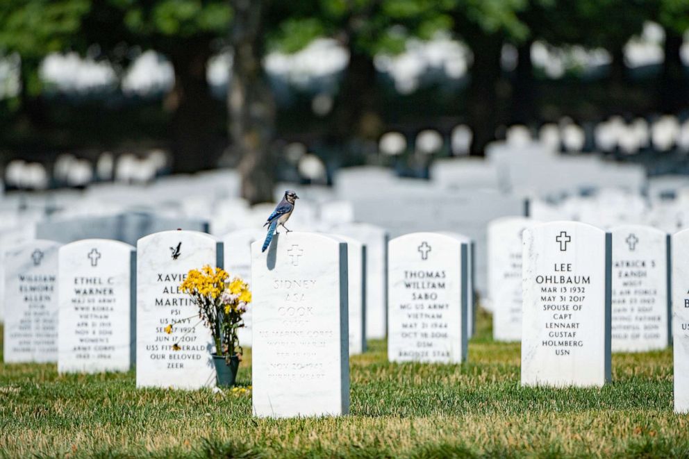 PHOTO: A bluejay sits on a headstone in Section 60 of Arlington National Cemetery, Arlington, Virginia, June 24, 2019.