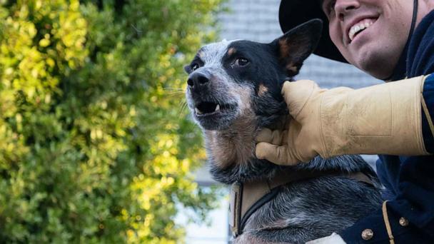 Meet the dog joining the Army parade next month